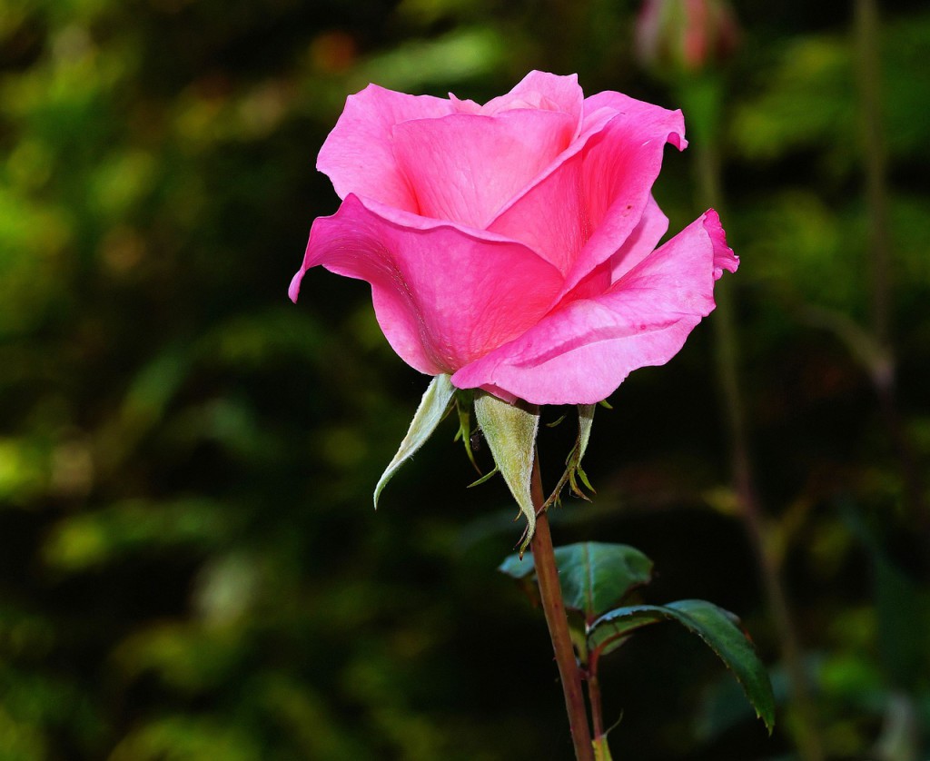 rose-441930_1280