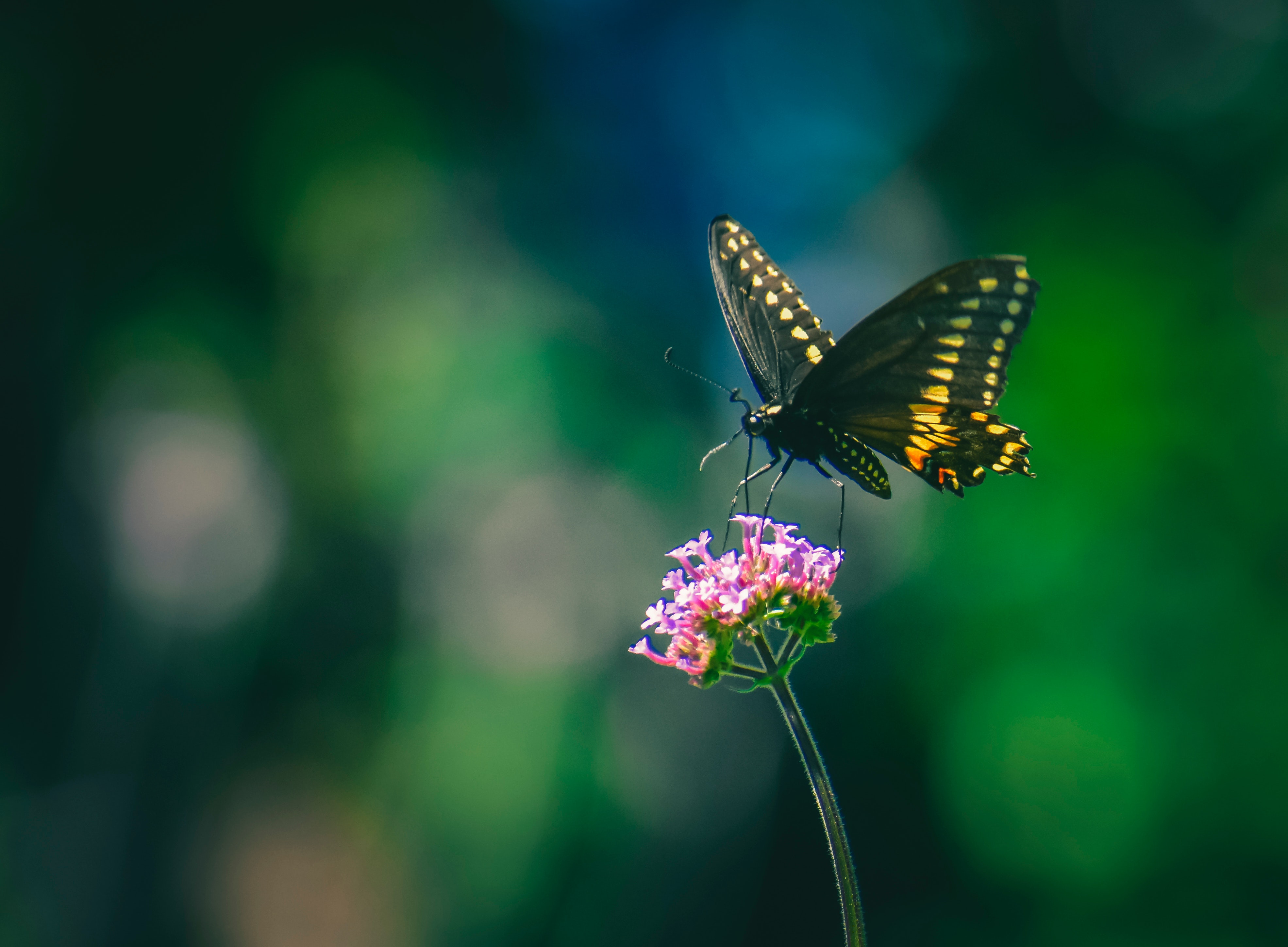 verbena