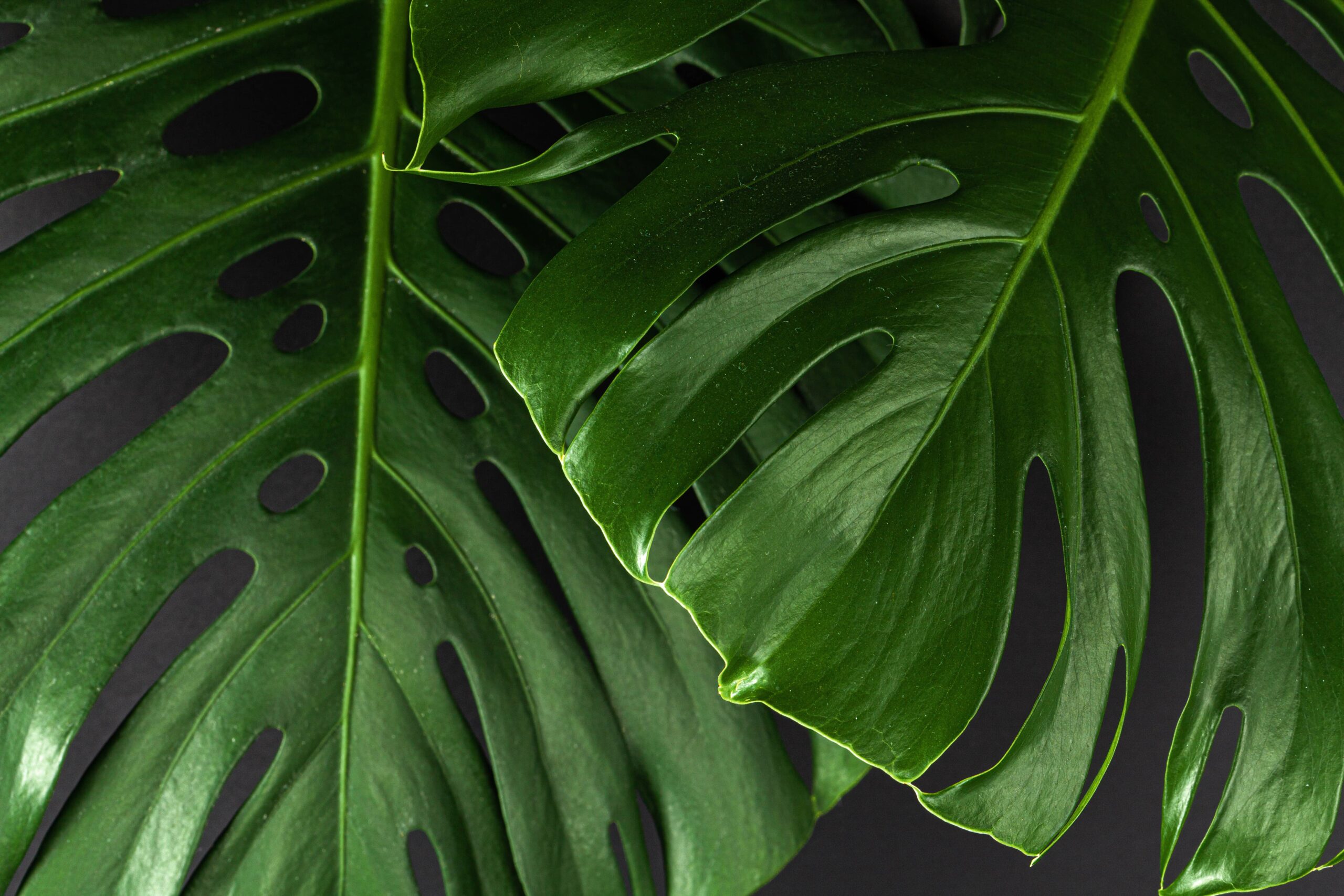 monstera hnojení