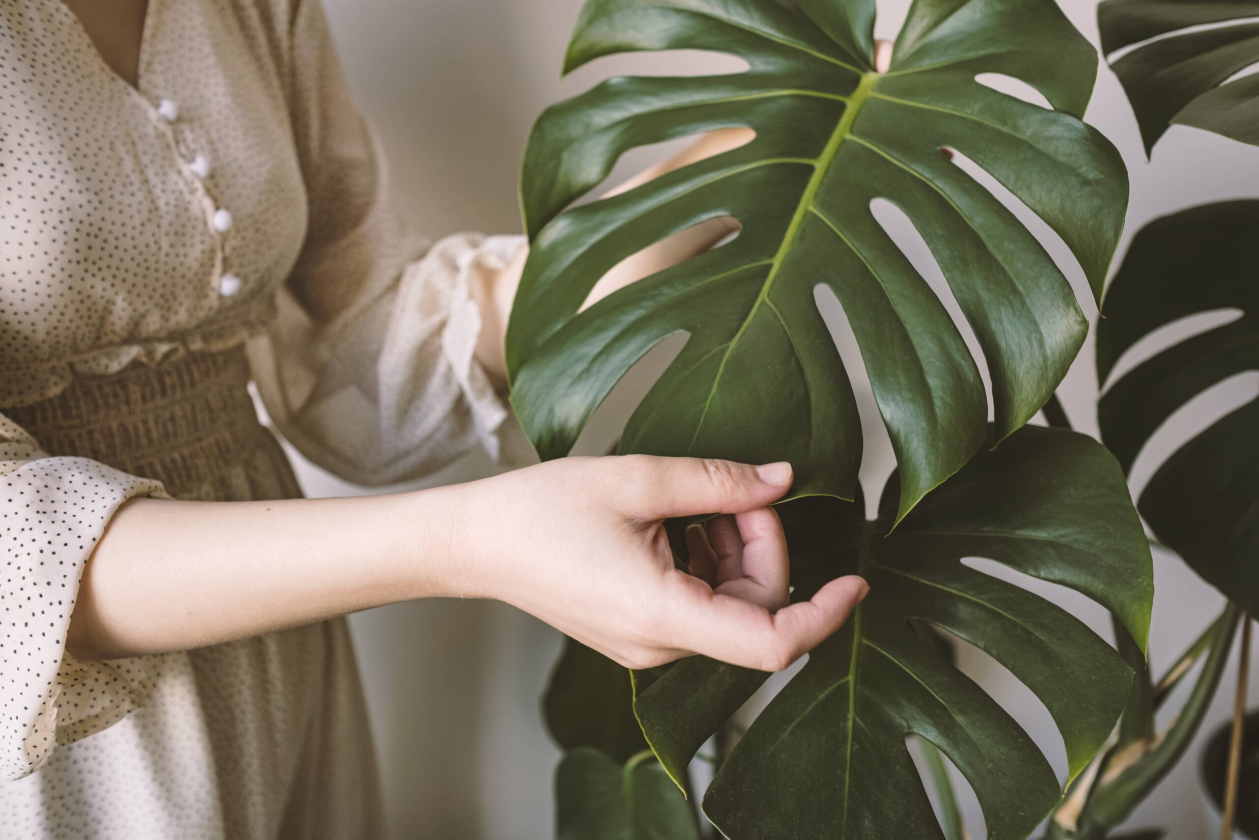 monstera zalévání