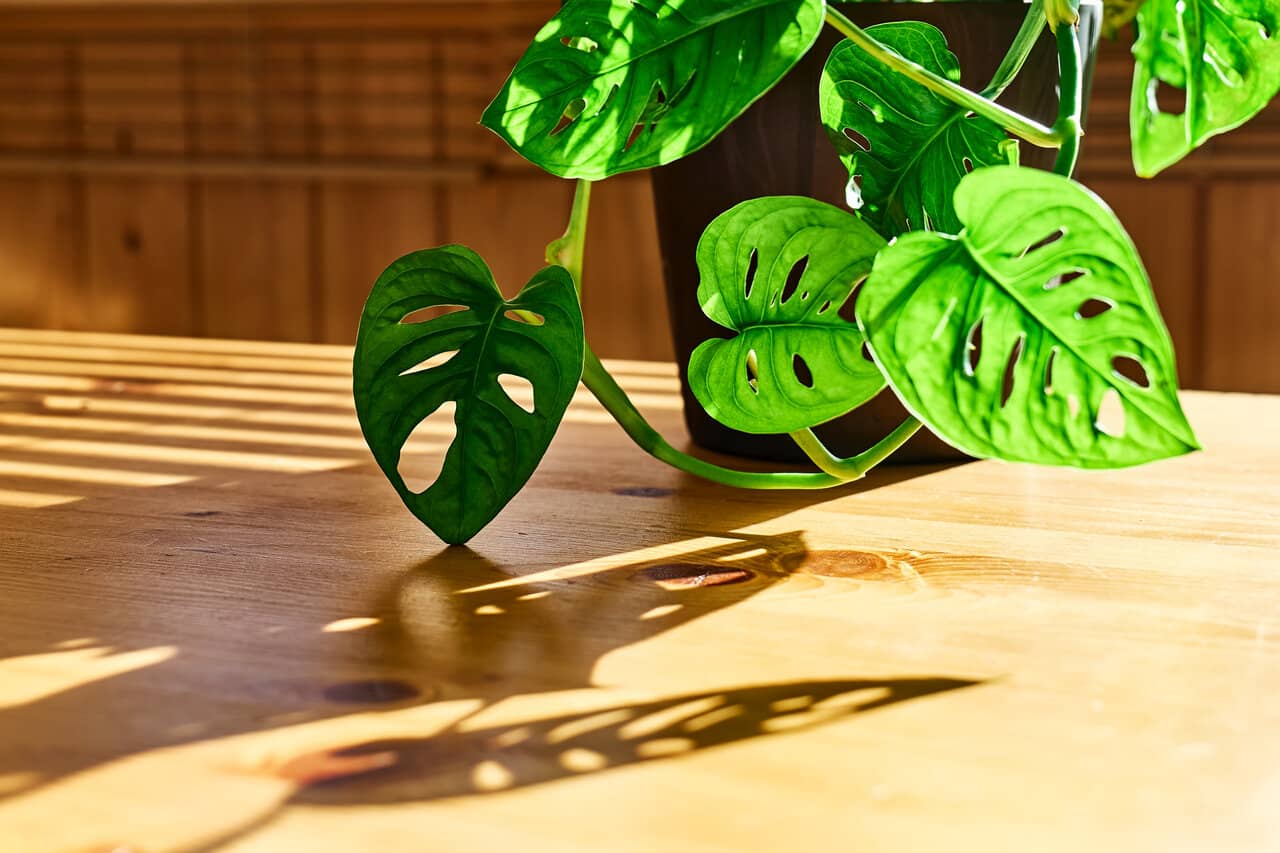 monstera druhy